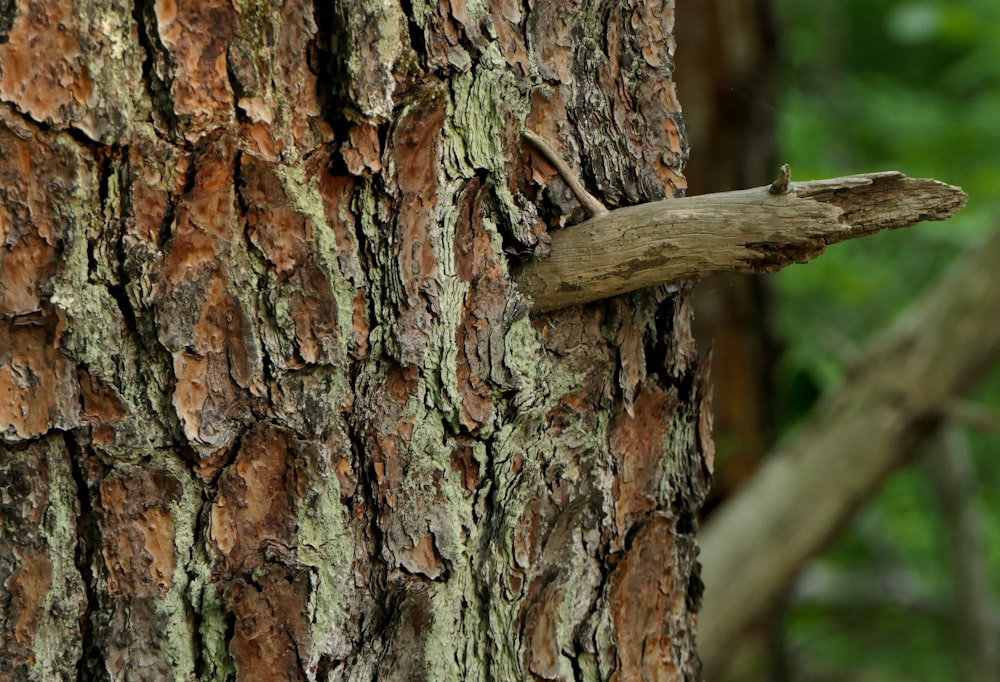 a close up of a tree trunk with a bird perched on it