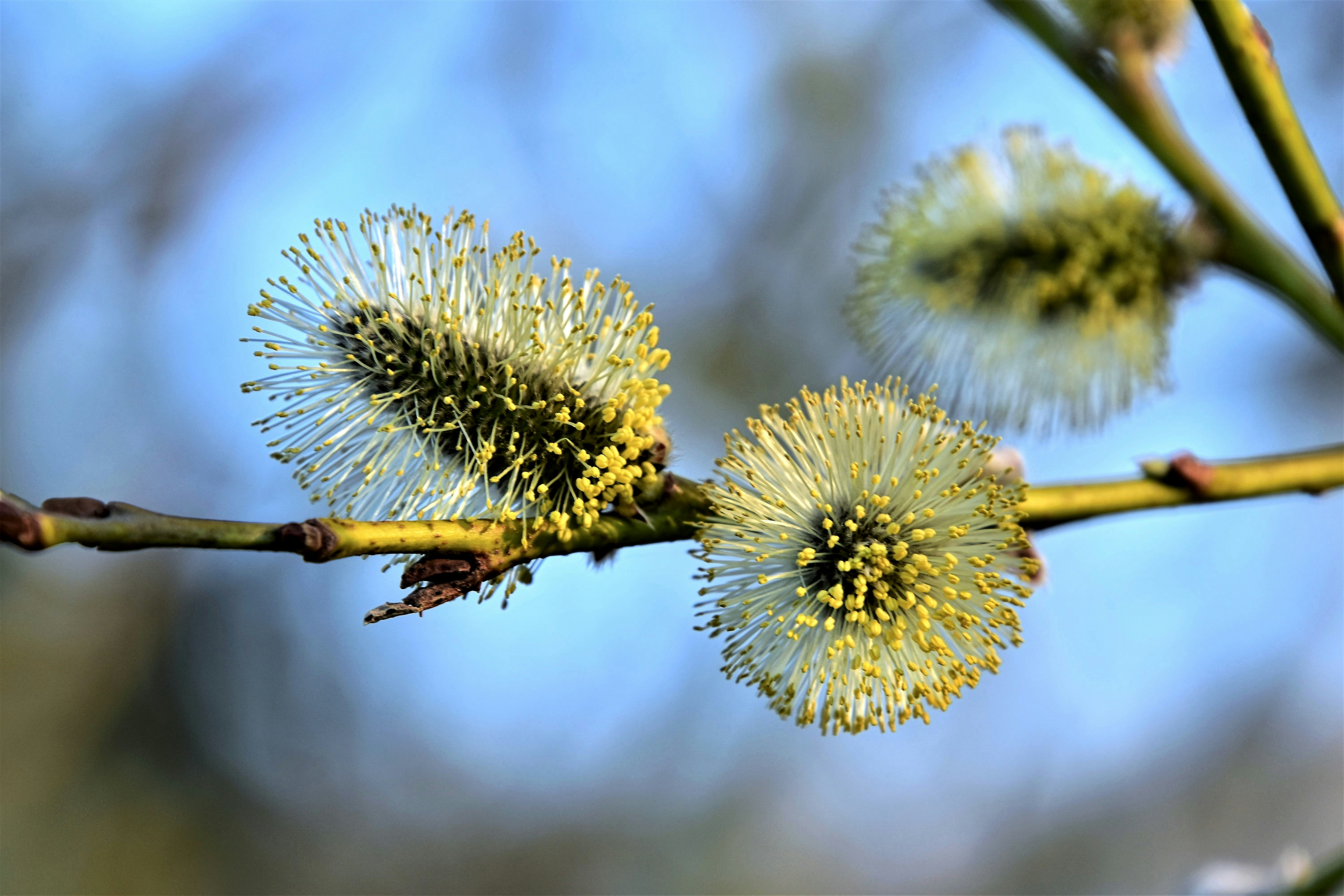 Photo by peepsaluvee