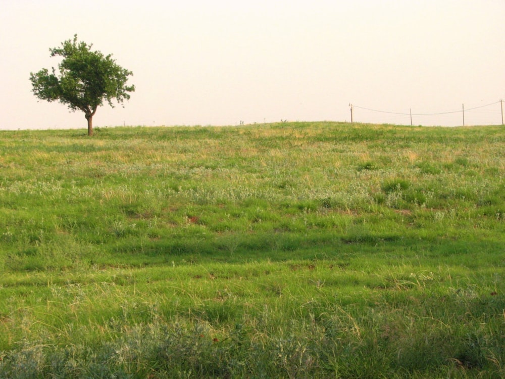 a lone tree in a field of grass