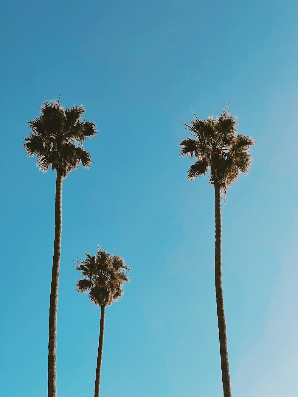 three tall palm trees against a blue sky