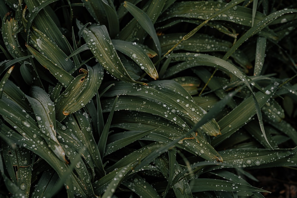 un primer plano de una planta con gotas de agua