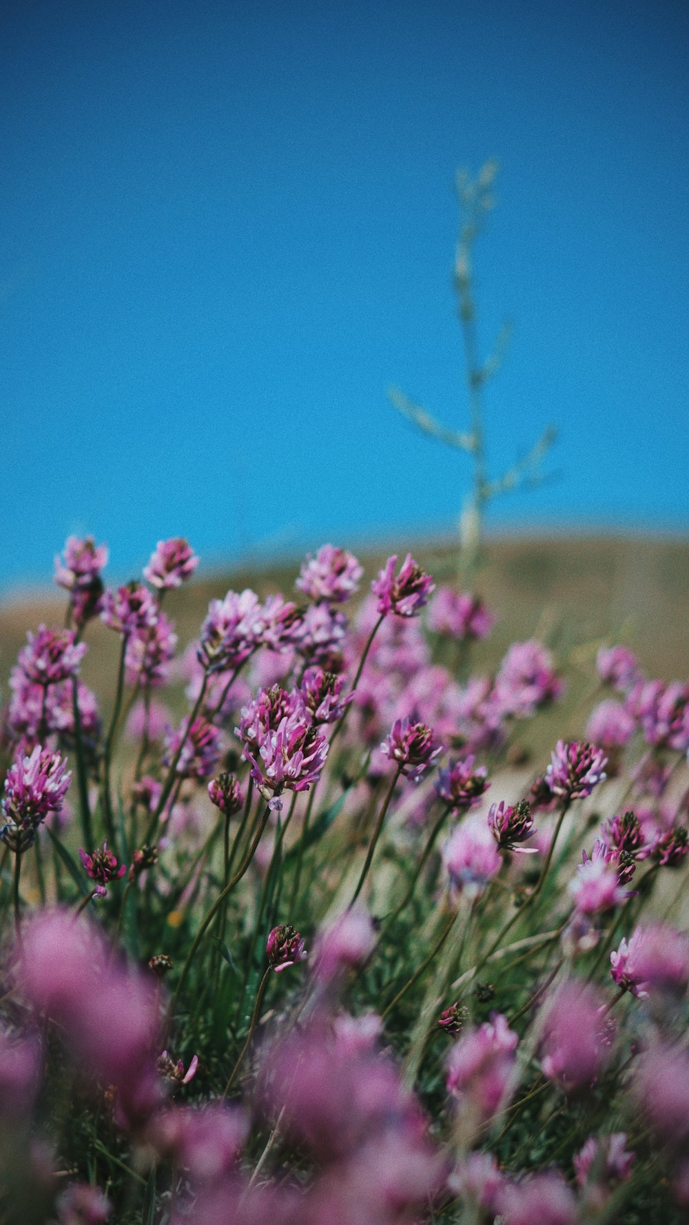 a bunch of flowers that are in the grass