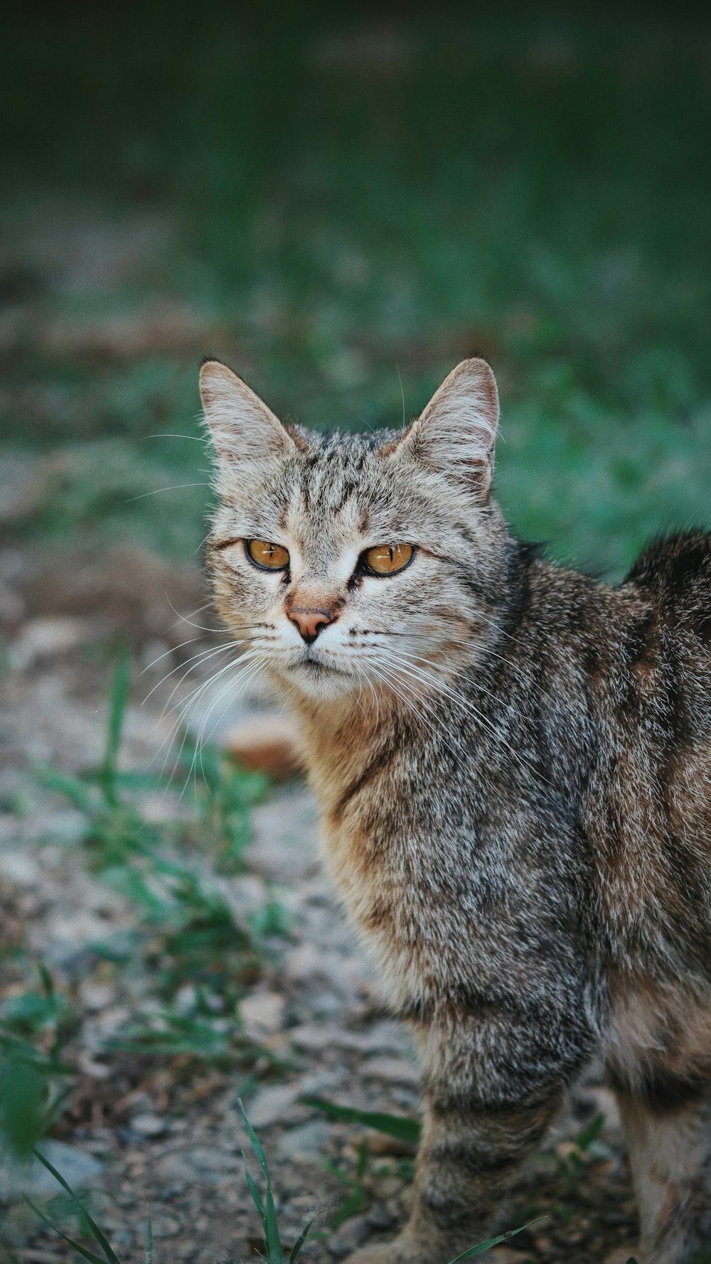 a close up of a cat on a field of grass