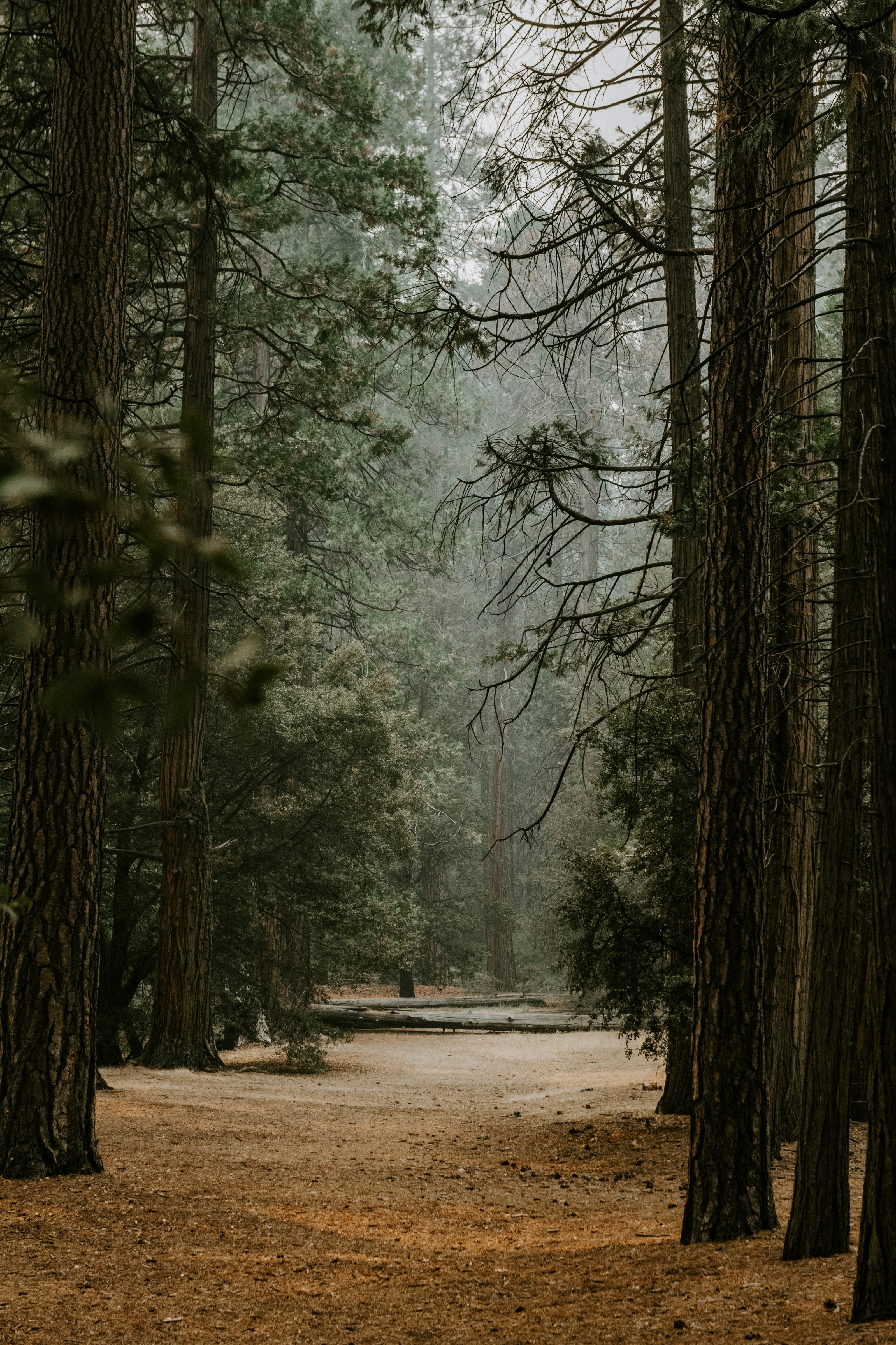 Hohe Bäume säumen einen Waldweg mit gefallenen Blättern.