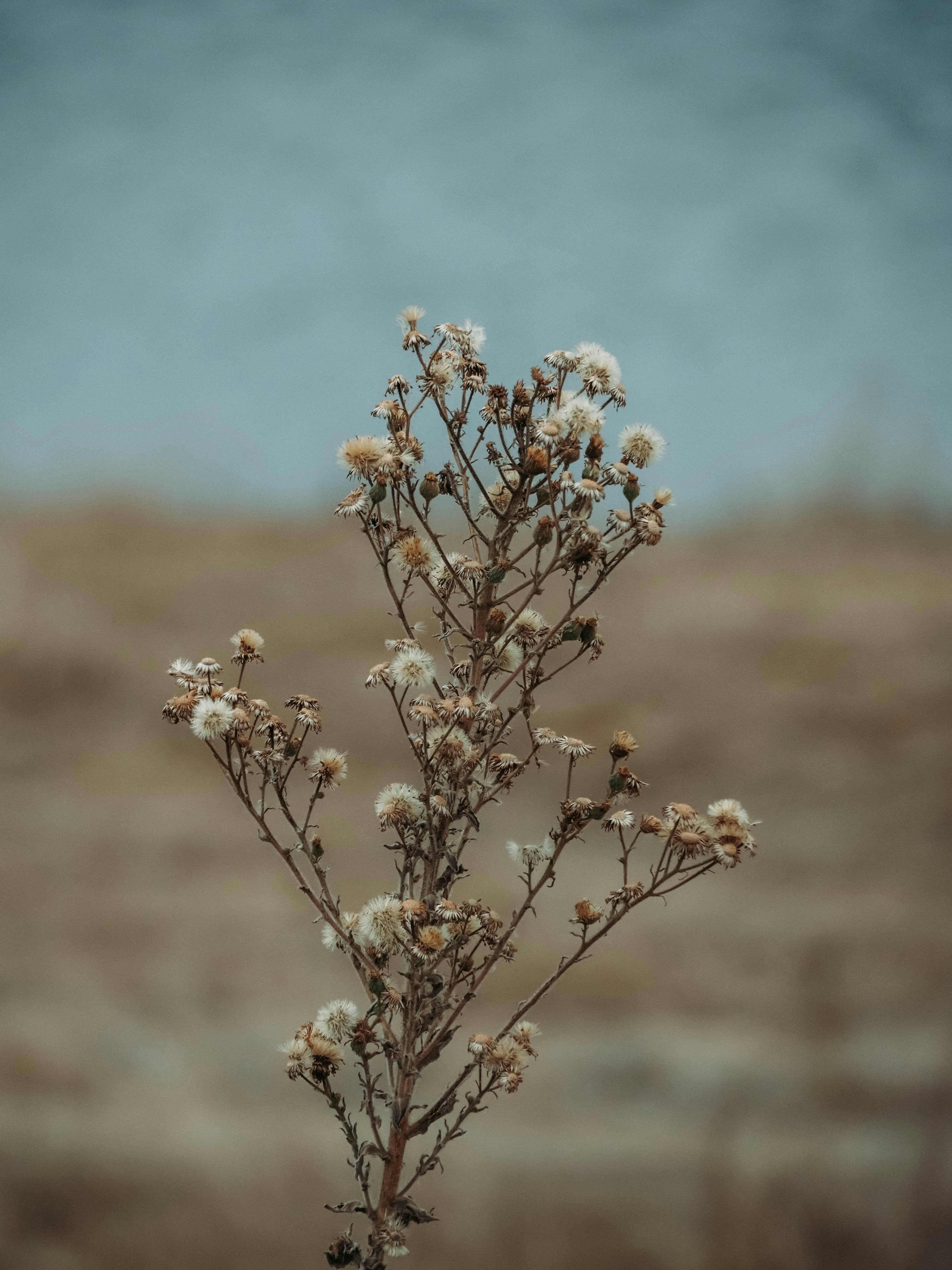 a close up of a plant with white flowers