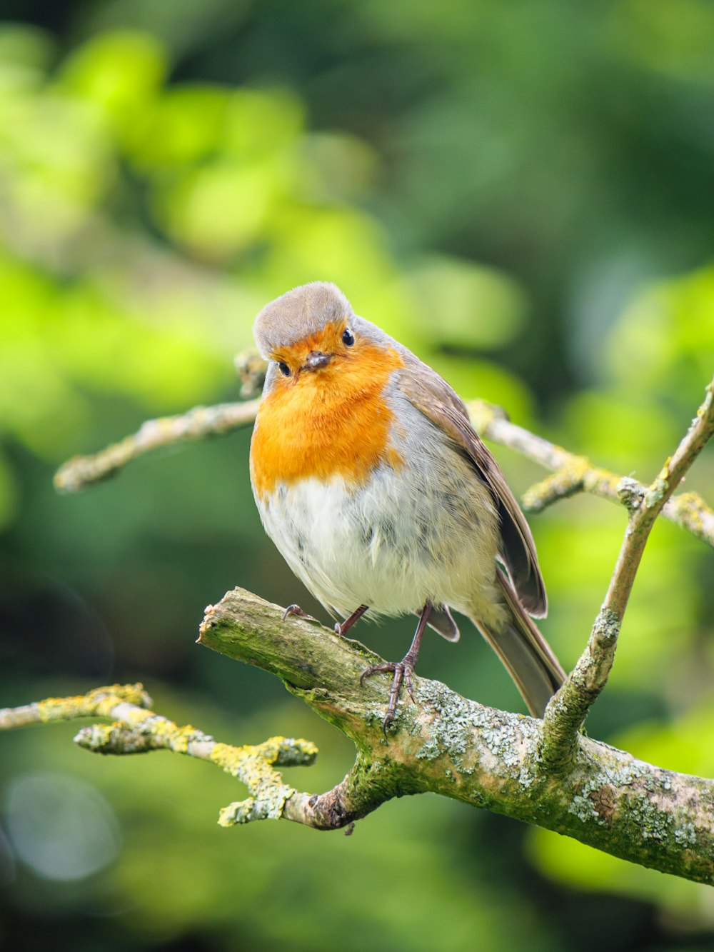 a small bird perched on a tree branch