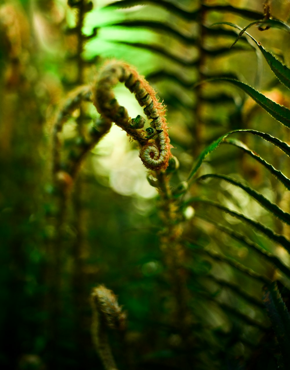 a close up of a fern in a forest