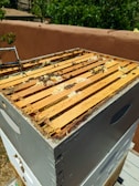 A beehive with multiple frames is shown with bees actively buzzing around. There is visible honeycomb and beeswax on the frames, and some honey appears to be oozing out. The beehive is situated outdoors against a backdrop of greenery and a brown wall. Sunlight illuminates the hive, highlighting the natural wooden textures and the activity of the bees.