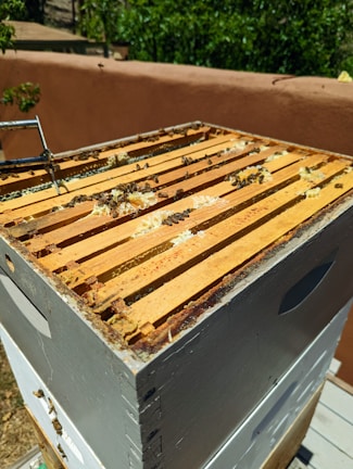 A beehive with multiple frames is shown with bees actively buzzing around. There is visible honeycomb and beeswax on the frames, and some honey appears to be oozing out. The beehive is situated outdoors against a backdrop of greenery and a brown wall. Sunlight illuminates the hive, highlighting the natural wooden textures and the activity of the bees.