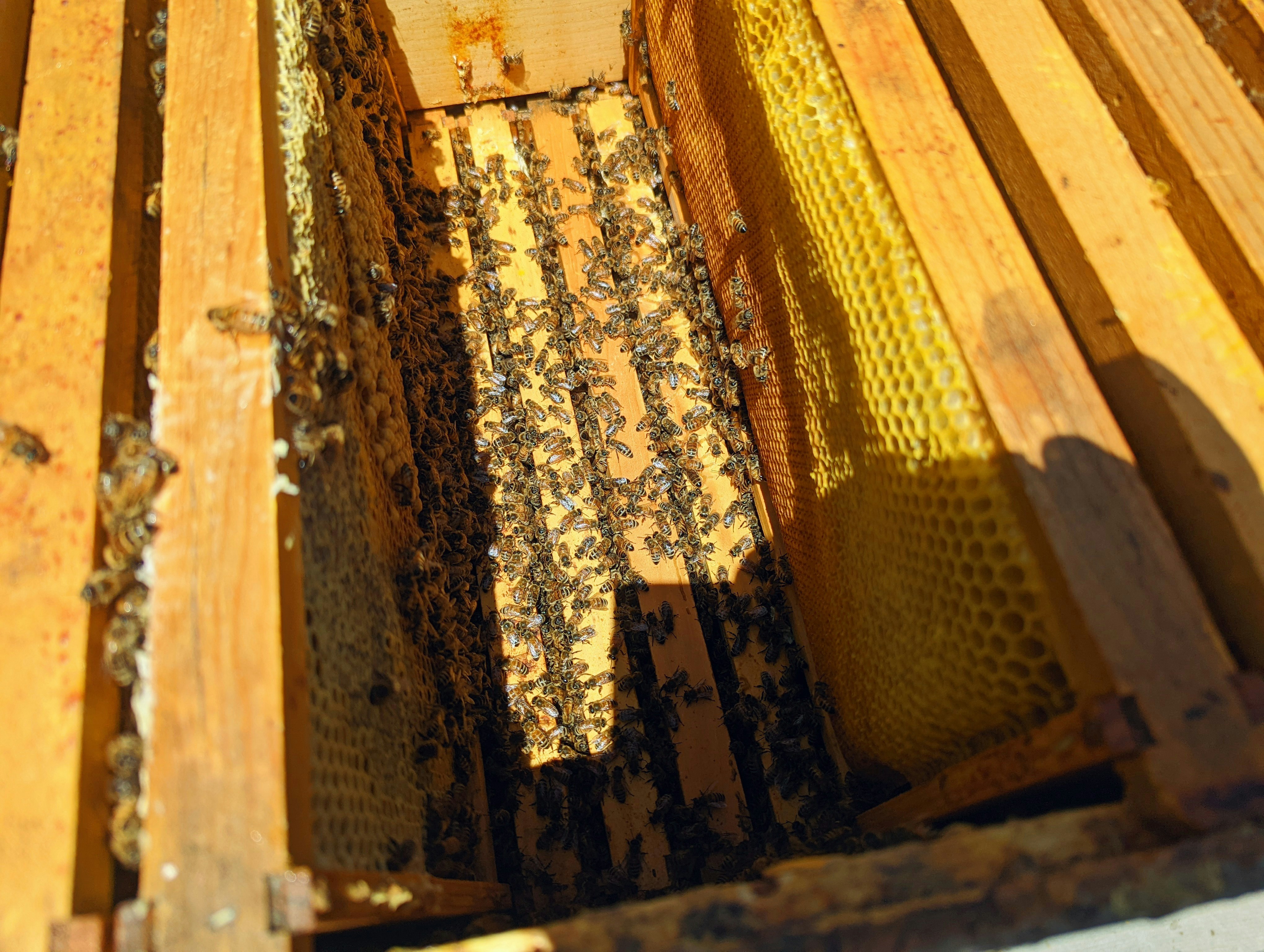 Apicultura en Cuba o Cómo Vencer la Cruel Escasez