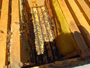 An open beehive with numerous bees crawling over the wooden frames and honeycomb. The frames are arranged vertically, and there is a noticeable amount of honeycomb with a golden yellow color.