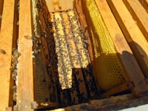 An open beehive with numerous bees crawling over the wooden frames and honeycomb. The frames are arranged vertically, and there is a noticeable amount of honeycomb with a golden yellow color.