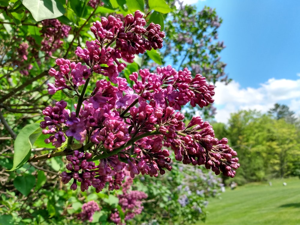 a bush with purple flowers in the foreground