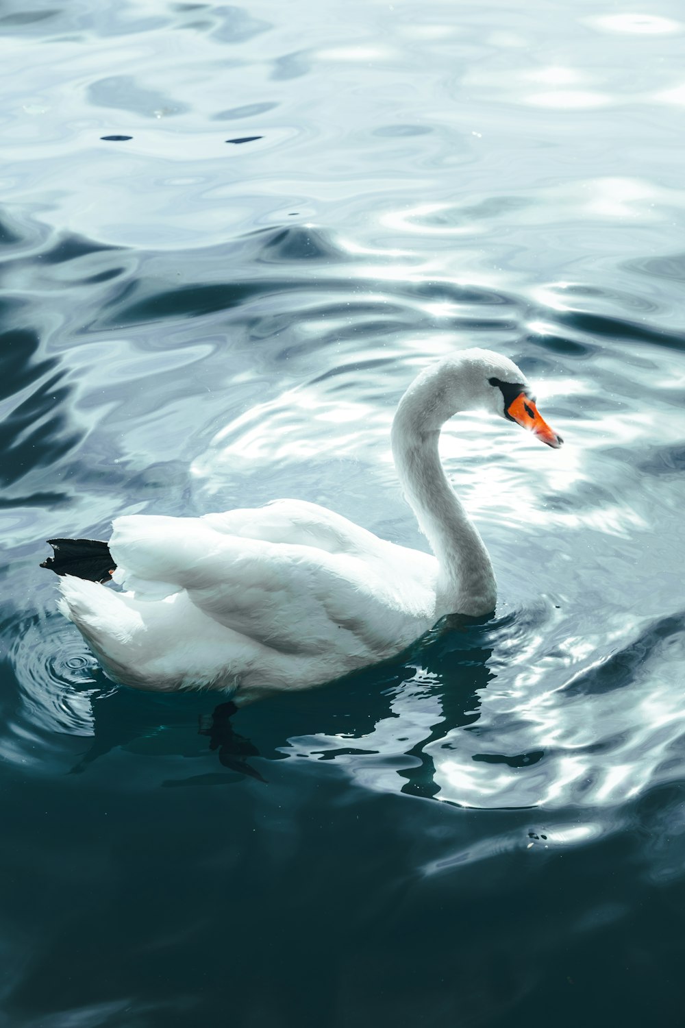 a white swan floating on top of a body of water