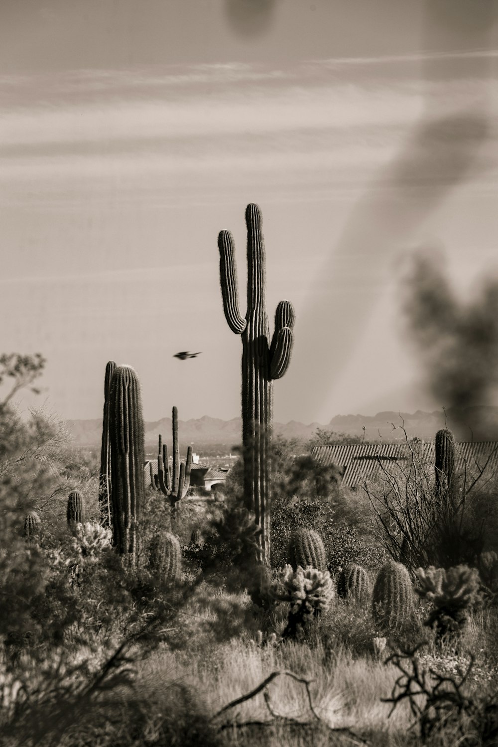 a black and white photo of a cactus field