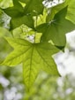 a green leaf hanging from a tree branch