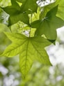 a green leaf hanging from a tree branch