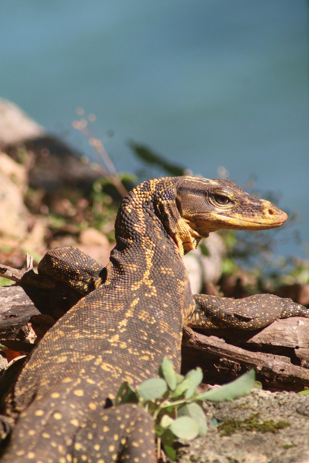 a close up of a lizard on the ground