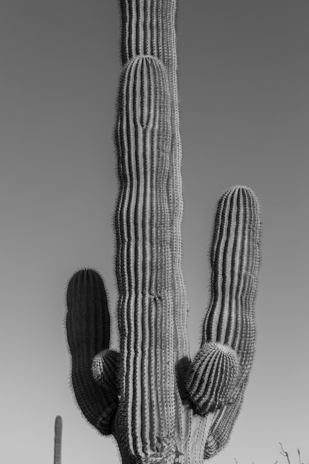 a black and white photo of a cactus