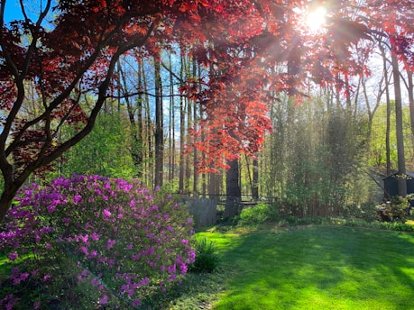 the sun shines brightly through the trees in the garden