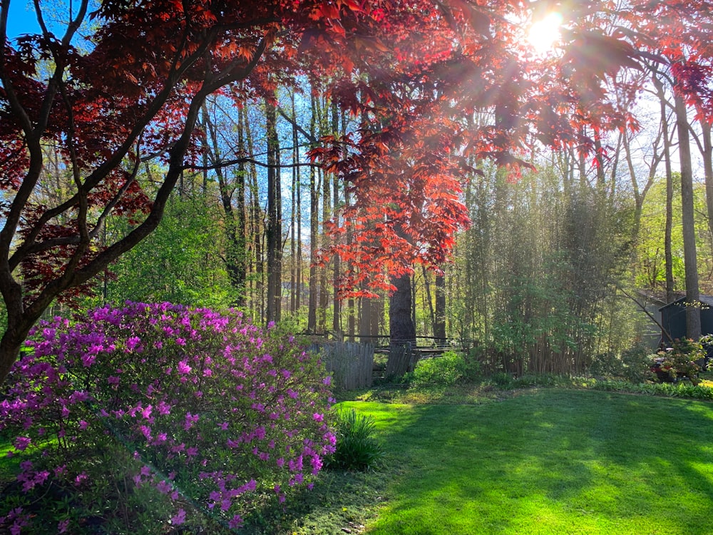 the sun shines brightly through the trees in the garden