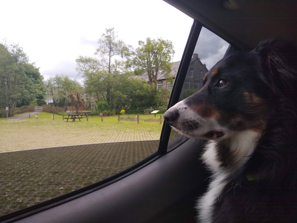a dog looking out the window of a car
