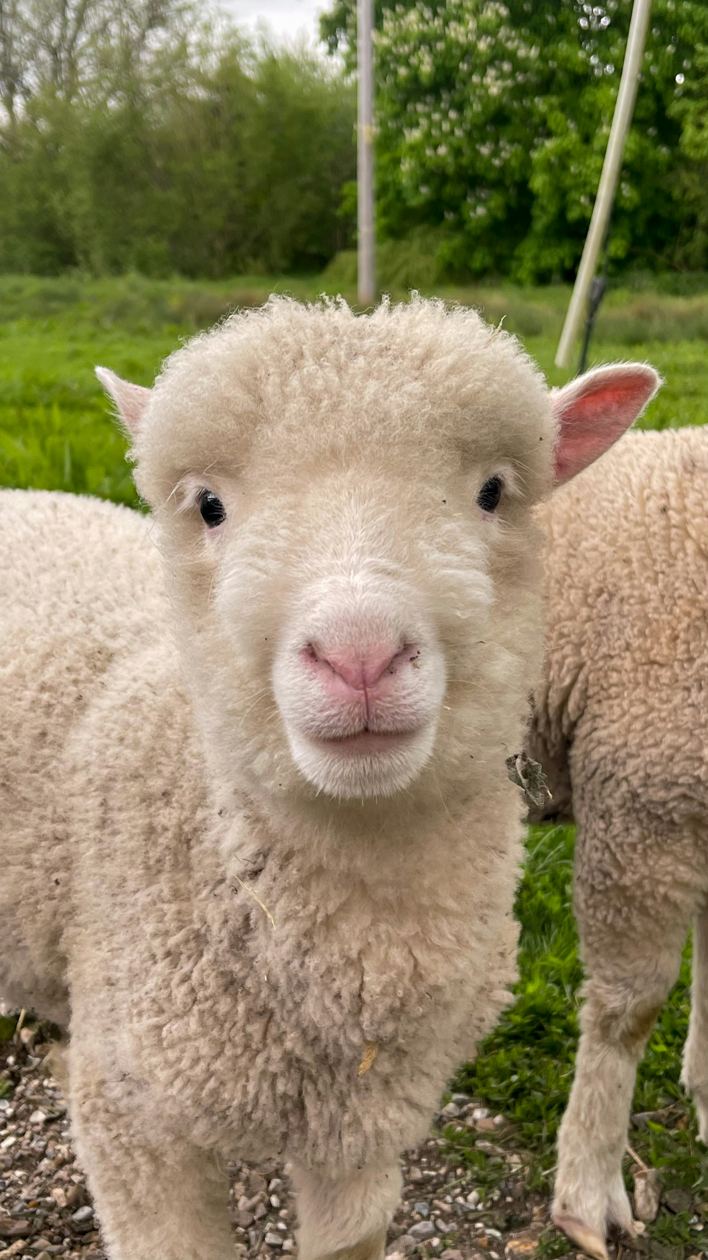 Unsplashで見つける羊の無料写真