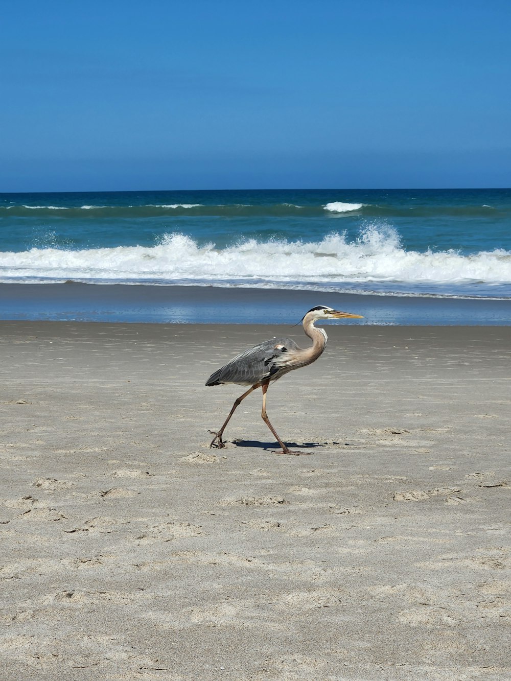 a bird walking across a sandy beach next to the ocean