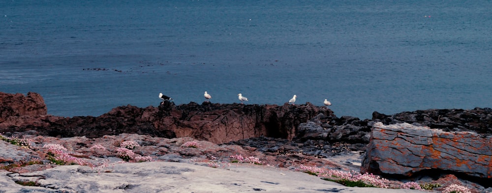 a group of birds sitting on top of a rocky cliff