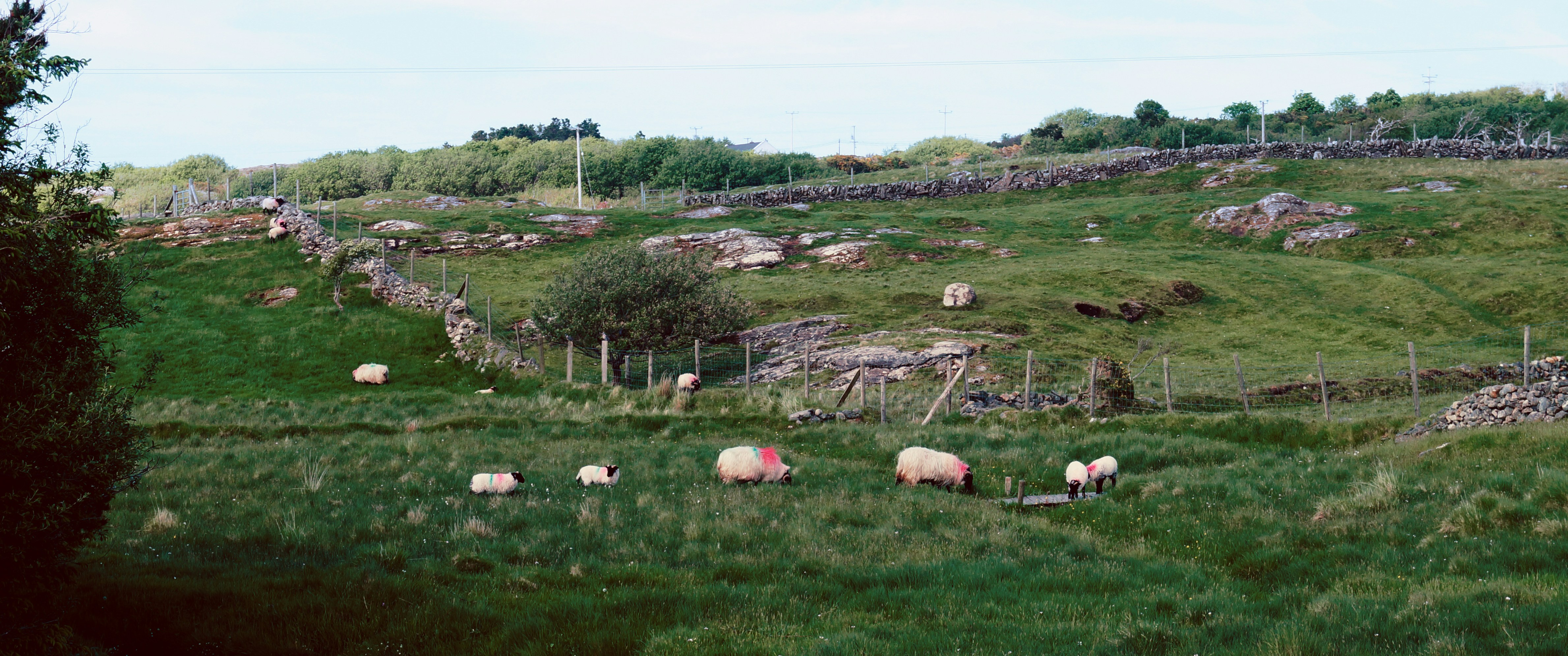 a herd of sheep grazing on a lush green hillside