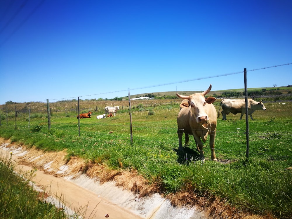 a cow standing in a field behind a fence