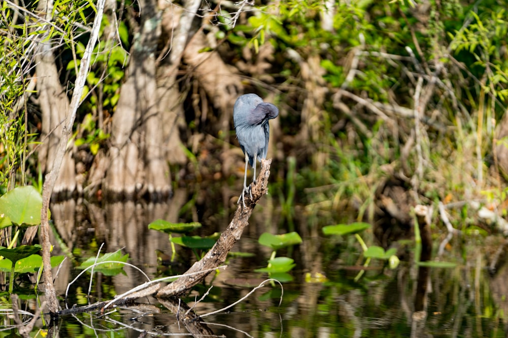 Un uccello blu appollaiato su un ramo di un albero in una palude
