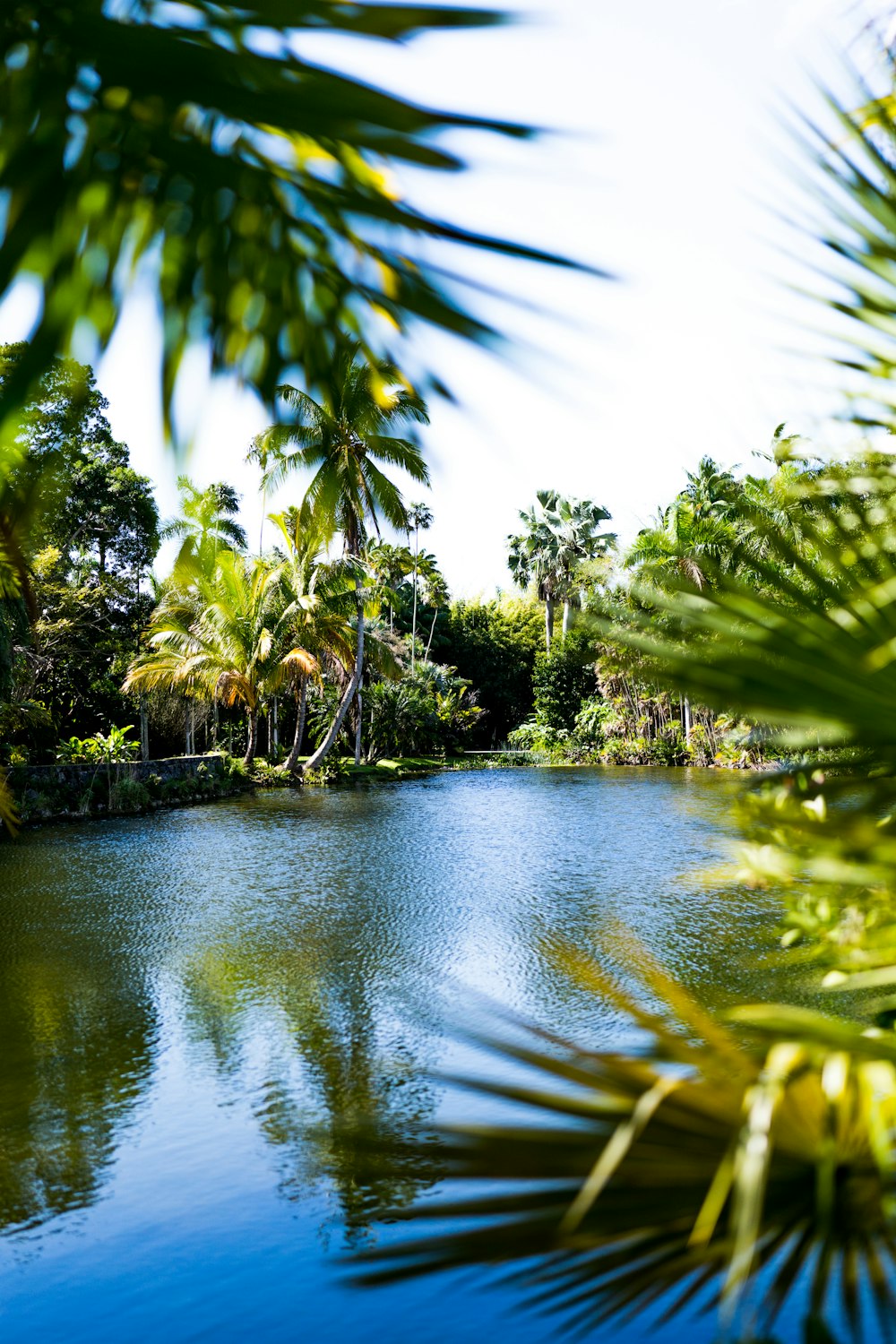 a body of water surrounded by palm trees