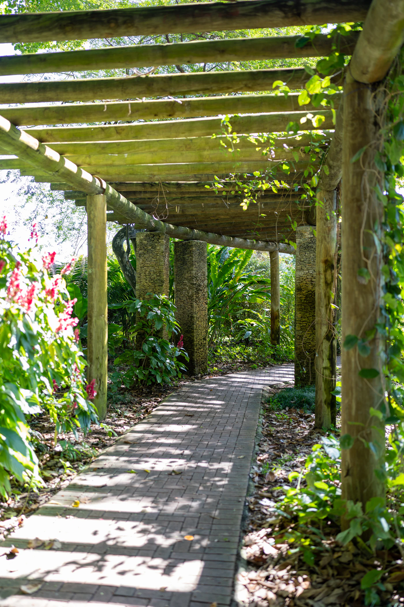 A shaded garden walkway under a vine-covered pergola in South Florida.