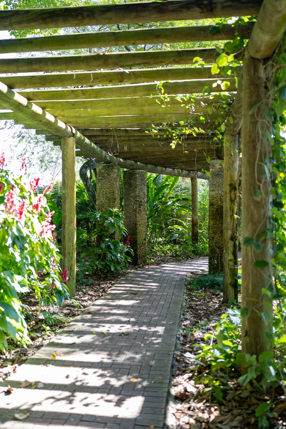 a wooden walkway surrounded by lush green plants