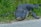 A large alligator lies on the ground, partially on grass and partially on a concrete surface. Its skin appears dark and textured, with visible scales and a prominent snout. The surrounding grass is lush and green.