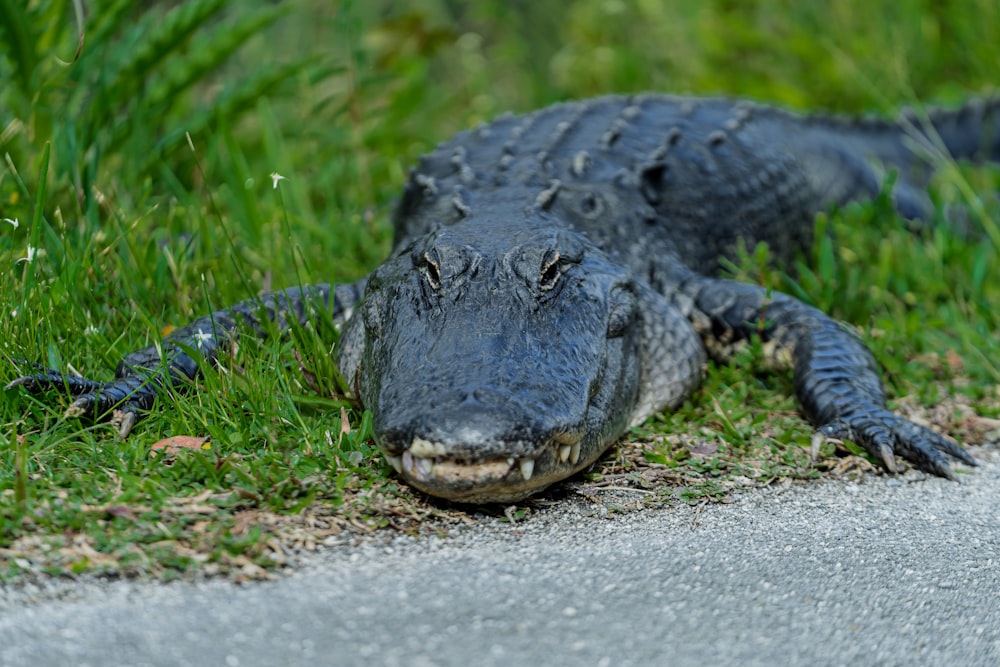 un grande alligatore che giace sul lato di una strada