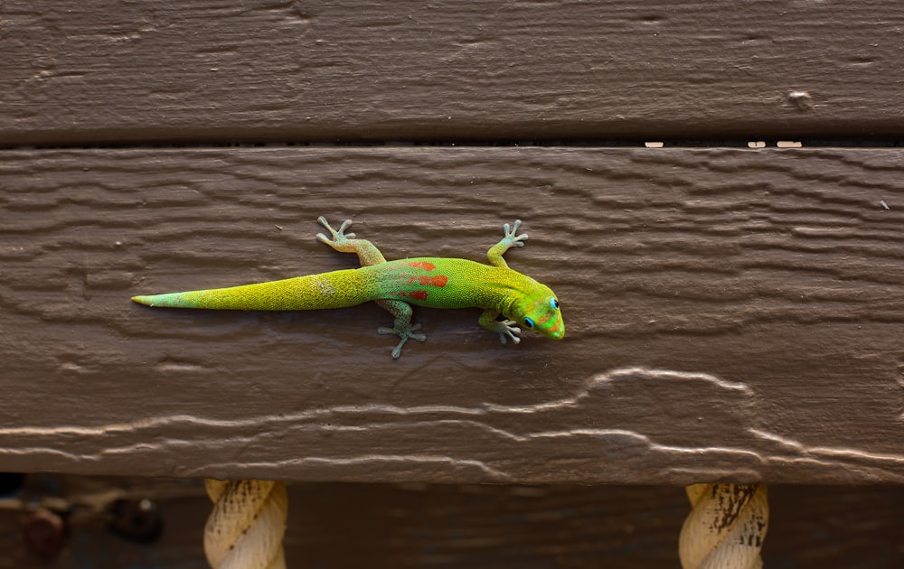 a yellow and green lizard sitting on a wooden bench