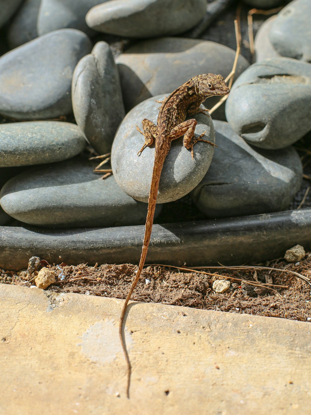 a lizard sitting on a rock in front of a pile of rocks