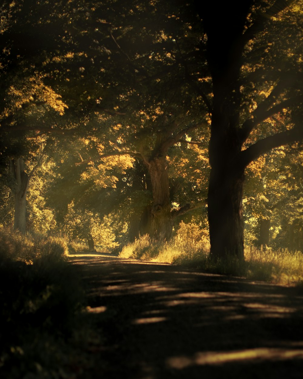 the sun shines through the trees on the road