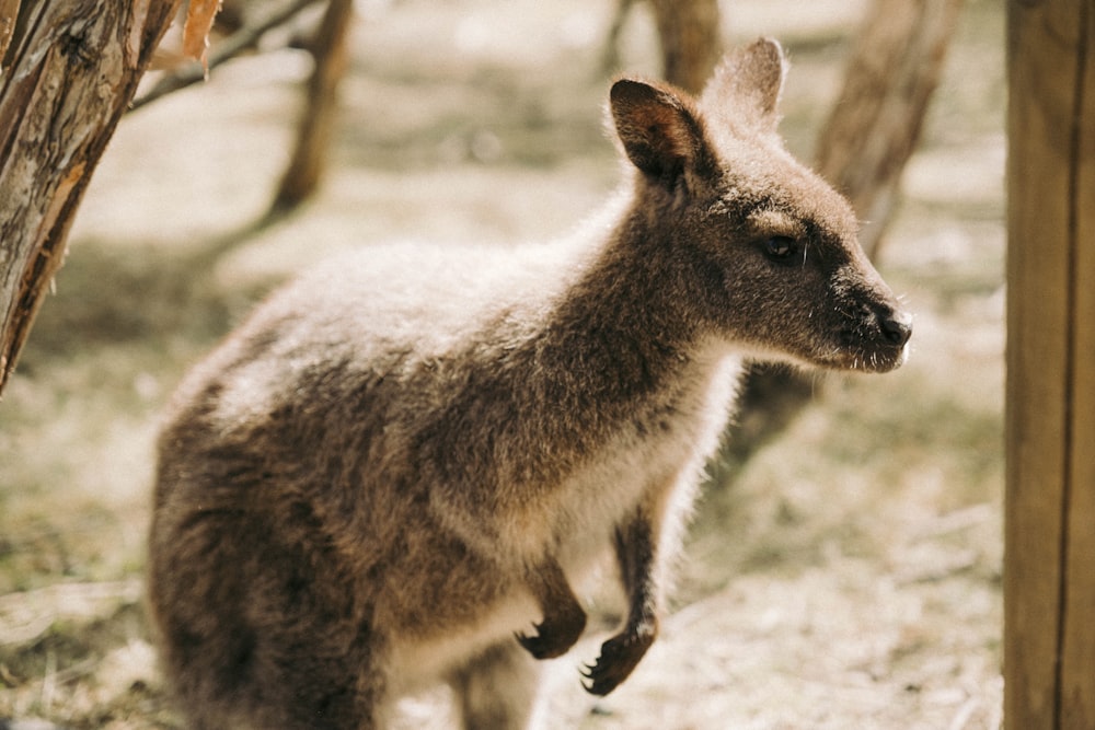 a close up of a kangaroo near a tree