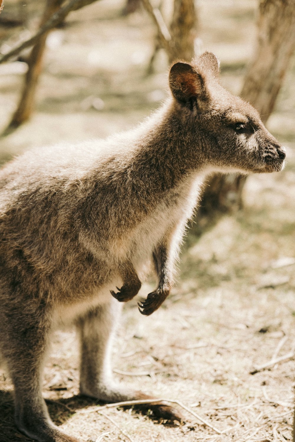 a small kangaroo standing on top of a dry grass field