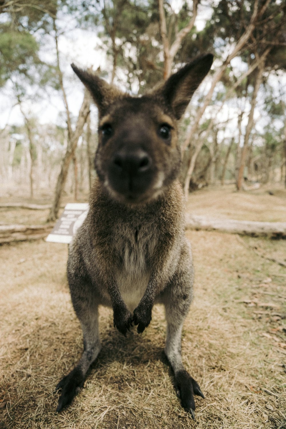 a close up of a kangaroo on the ground