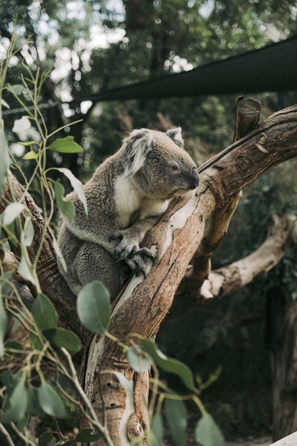 a koala is sitting on a tree branch