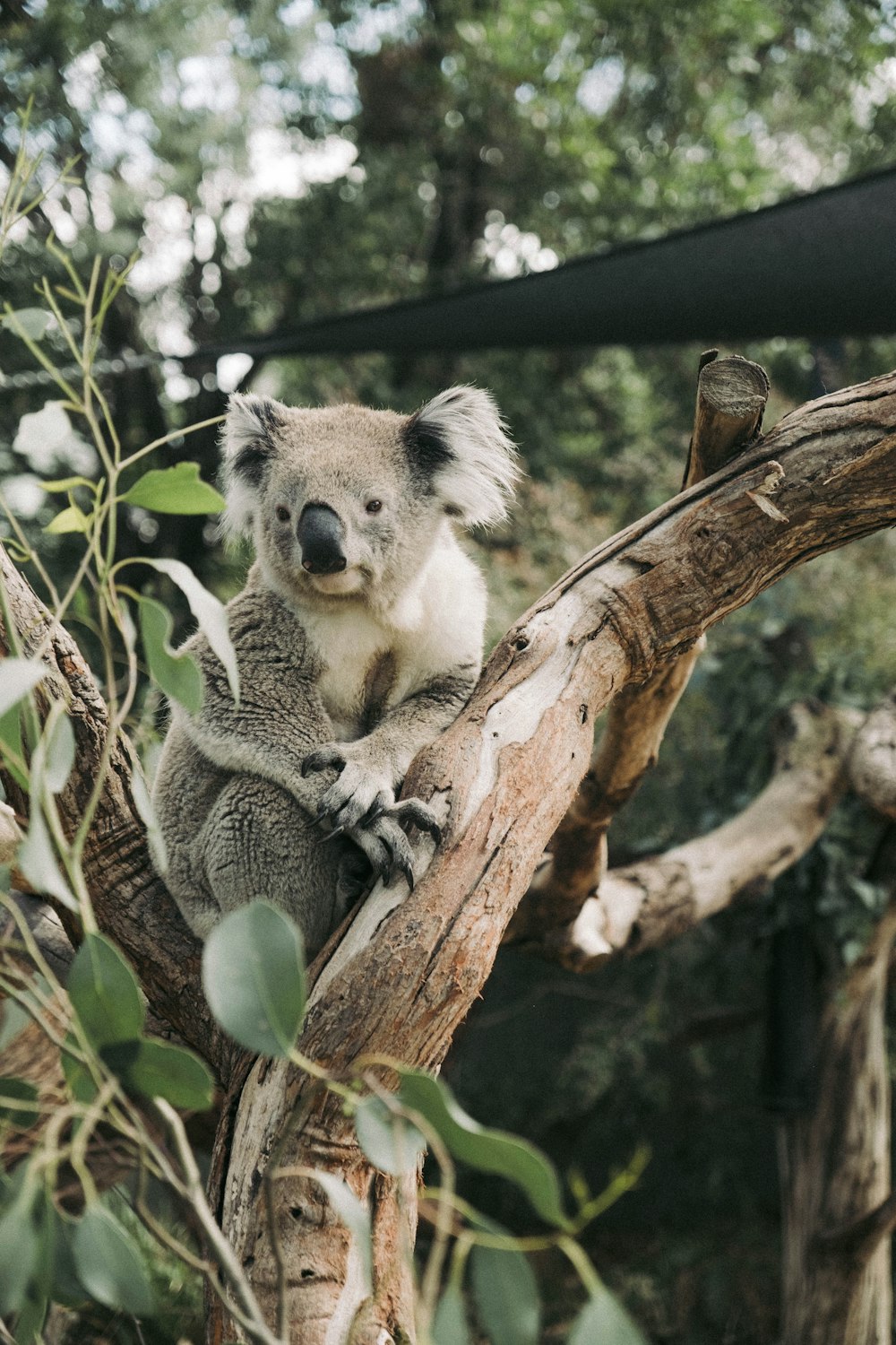 Un koala está sentado en la rama de un árbol