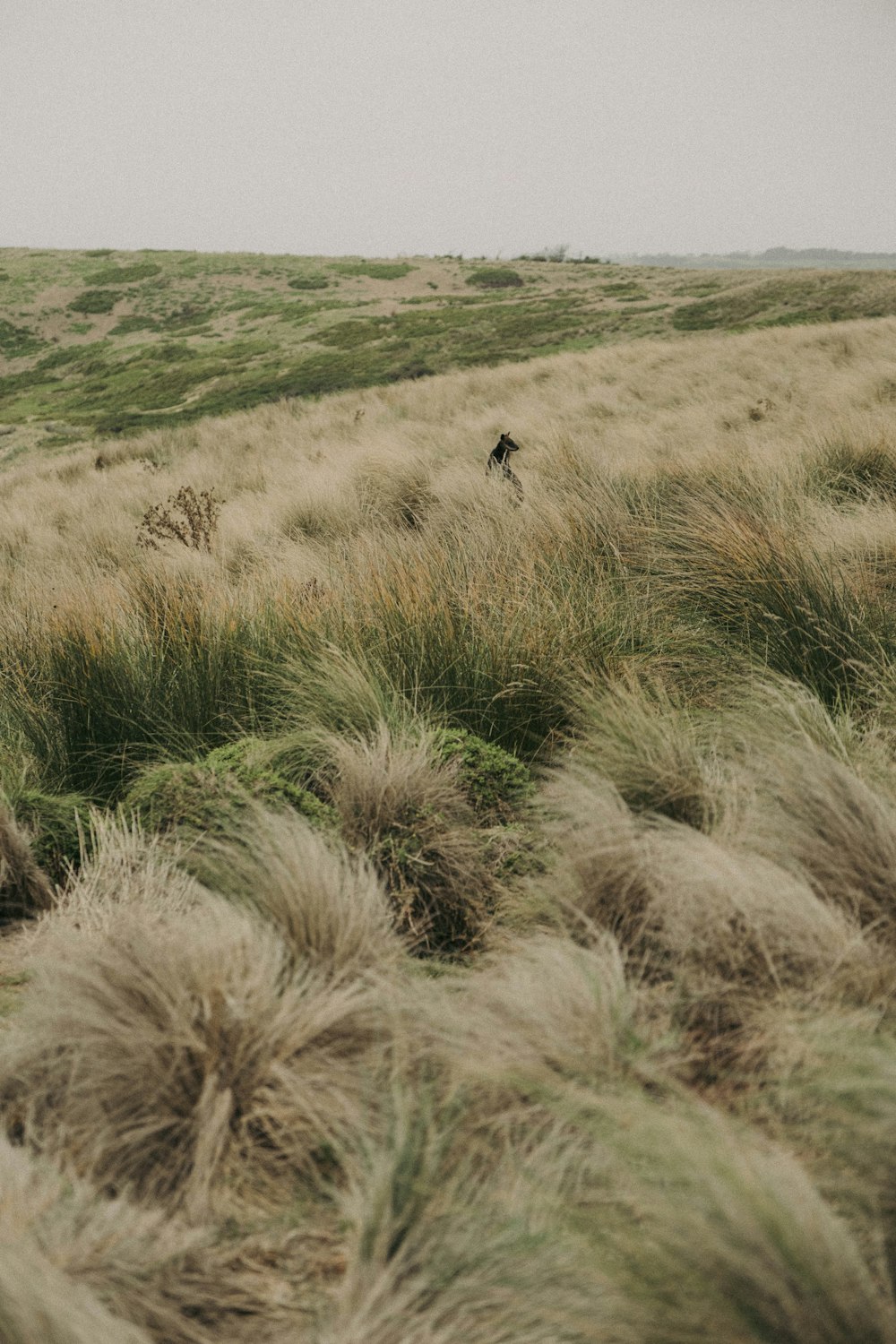 a person riding a horse in a grassy field