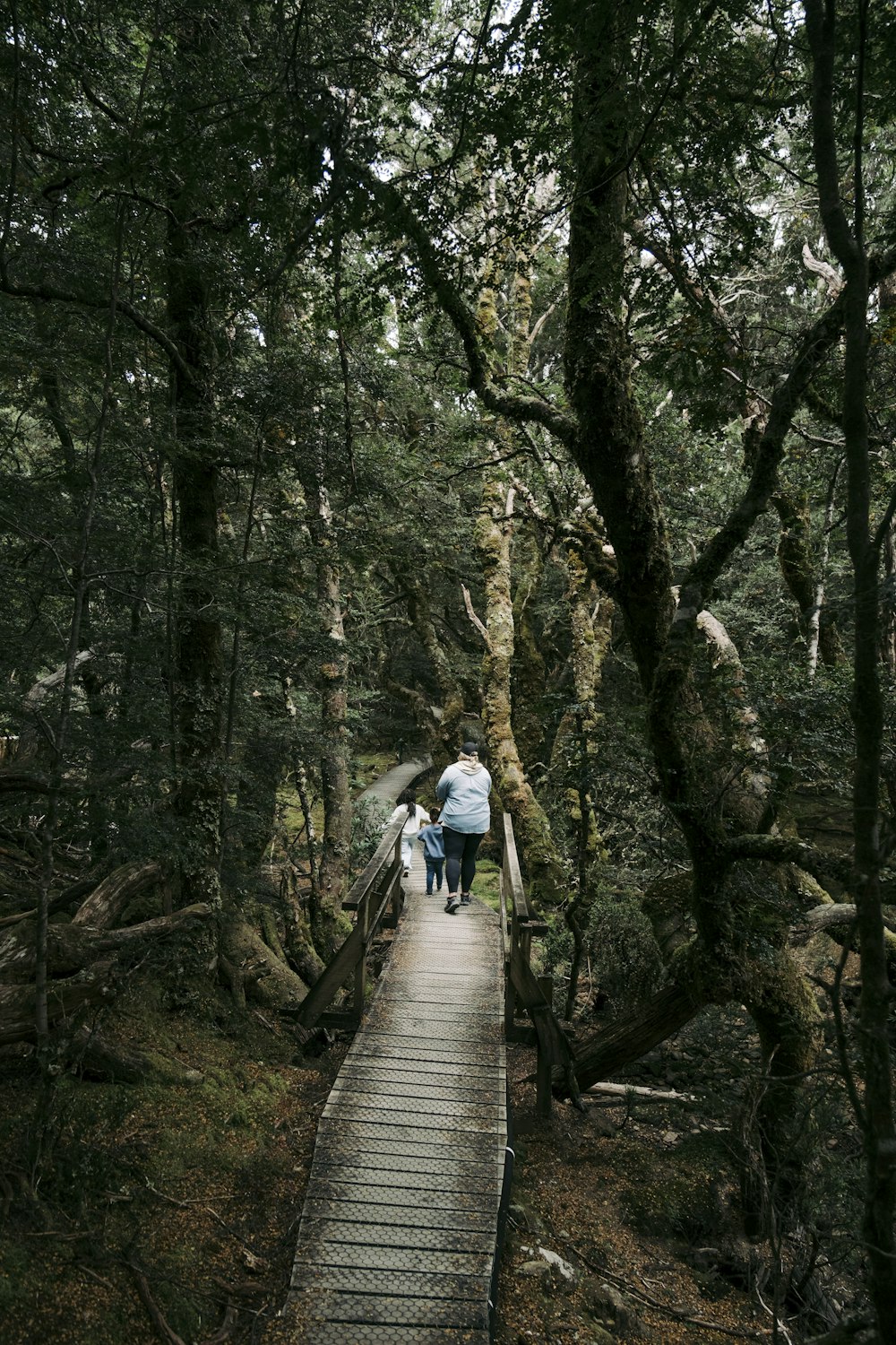 a group of people walking across a bridge in the woods