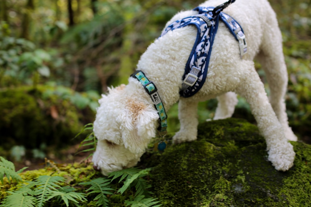um pequeno cão branco vestindo um arnês azul