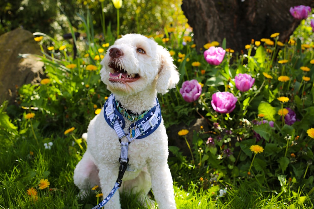 a white dog sitting in a field of flowers