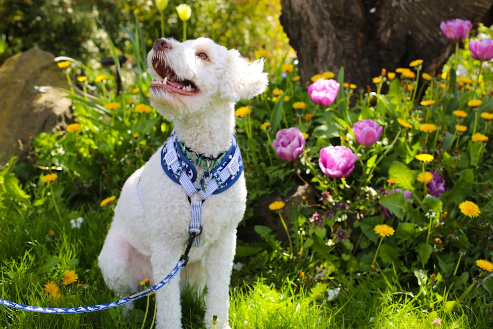 a white dog sitting in the grass with a blue leash
